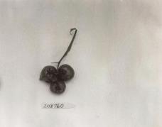 Click for 1 image(s) for this accession. FRUIT